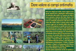 Raccolta olive